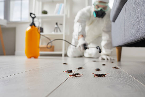 Post-Treatment Bed Bug Interceptor Monitoring in Roseville
